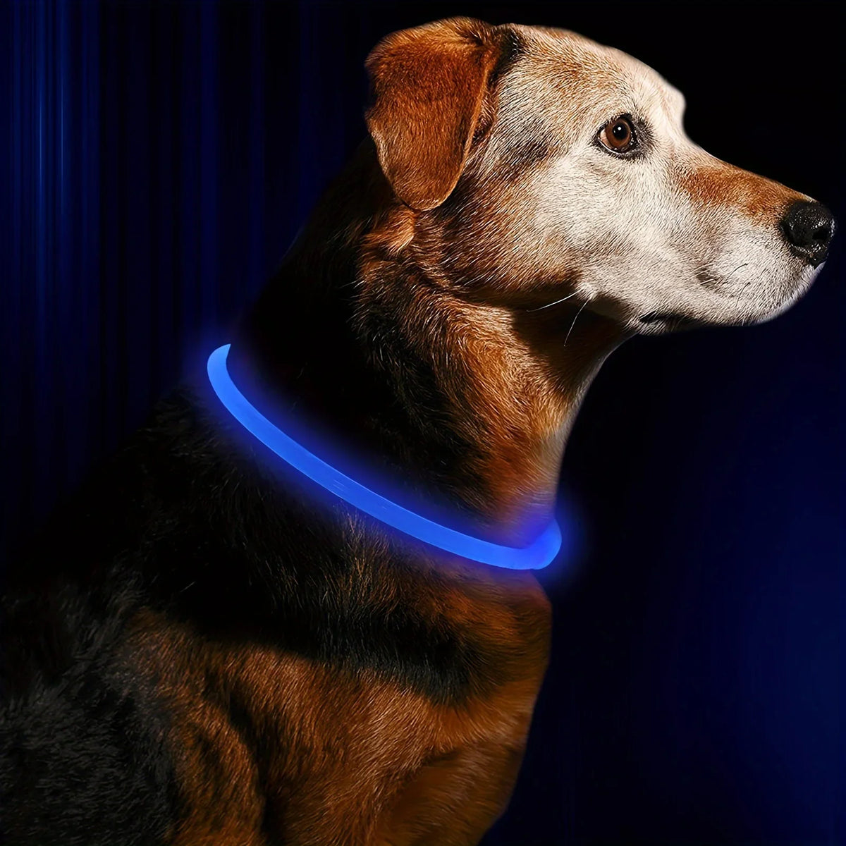 Rechargeable LED Dog Collar – Cut-to-Fit Glow Safety Ring