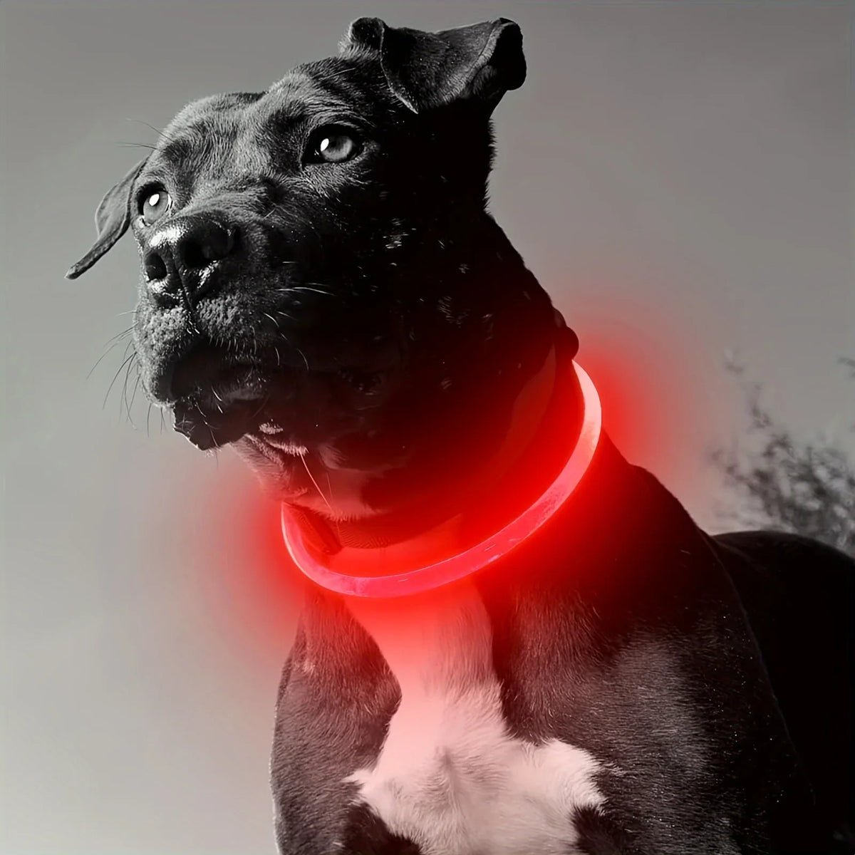 Rechargeable LED Dog Collar – Cut-to-Fit Glow Safety Ring